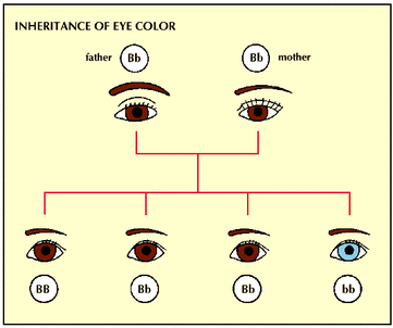 Eye Color Recessive Dominant Chart