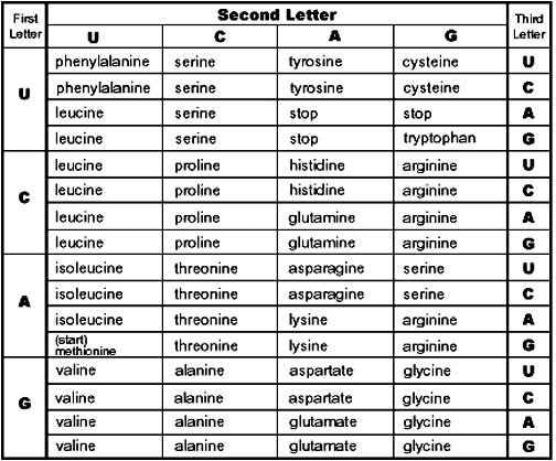 Amino Acid Chart One Letter